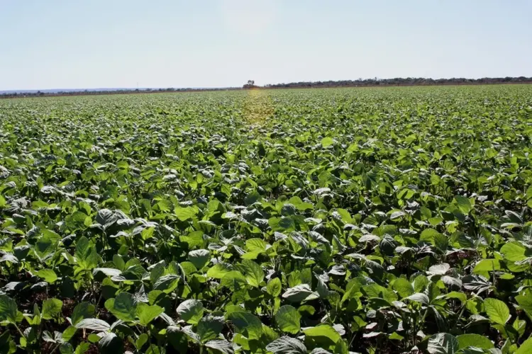 Funcionário é suspeito de desviar 65 toneladas de soja e lucrar R$ 100 mil com venda ilegal