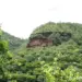 Fundo Estadual do Meio Ambiente terá gestão aprimorada após TAC firmado entre Tocantins e MP