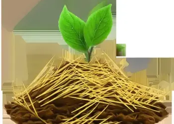 Embrapa realiza workshop sobre metodologias de certificação de baixo carbono no agro