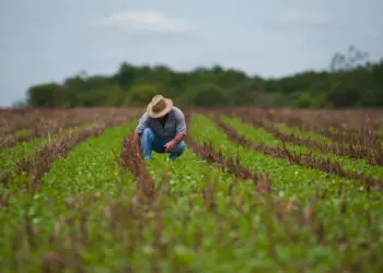 Microcrédito dá fôlego a agricultores do Norte e ajuda a segurar preços dos alimentos
