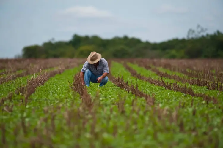 Microcrédito dá fôlego a agricultores do Norte e ajuda a segurar preços dos alimentos
