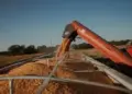 Últimos dias para os agricultores se inscreverem no Concurso de Produtividade no Milho Inverno 2025