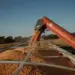 Últimos dias para os agricultores se inscreverem no Concurso de Produtividade no Milho Inverno 2025