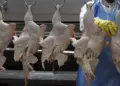 Gripe aviária pode gerar prejuízo de até US$ 150 milhões com suspensão das exportações de frango