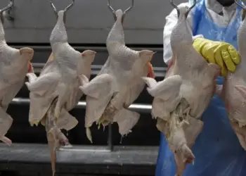 Gripe aviária pode gerar prejuízo de até US$ 150 milhões com suspensão das exportações de frango