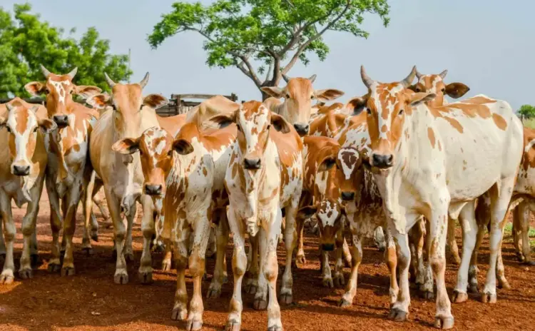 Produtores rurais têm até 31 de maio para declarar informações pecuárias