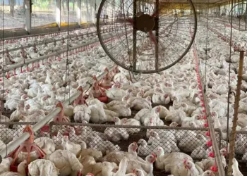 Sem casos de gripe aviária, Tocantins reforça sanidade dos animais