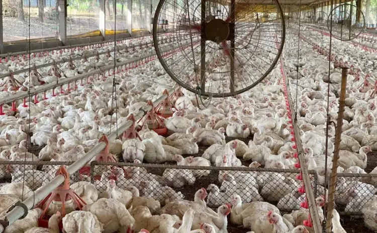 Sem casos de gripe aviária, Tocantins reforça sanidade dos animais