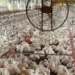 Sem casos de gripe aviária, Tocantins reforça sanidade dos animais