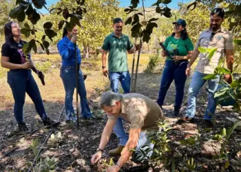 Reintrodução de bromélias marca nova etapa de preservação do Cerrado