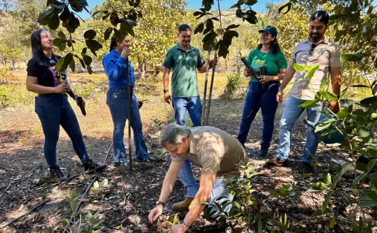 Reintrodução de bromélias marca nova etapa de preservação do Cerrado