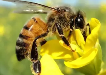 Desaparecimento de abelhas acende alerta global sobre segurança alimentar