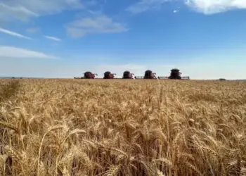 Trigo brasileiro sob pressão: queda na moagem, excesso de estoque e cenário internacional preocupam setor