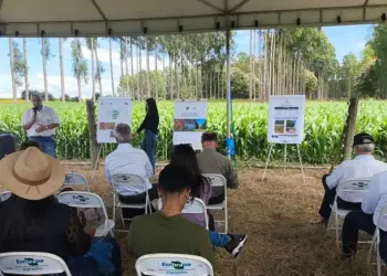 Produção sustentável em destaque: avanços da ILPF são apresentados em Dia de Campo
