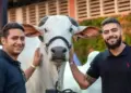 Conheça os Grandes Campeões e Campeãs da 90ª ExpoZebu