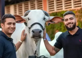 Conheça os Grandes Campeões e Campeãs da 90ª ExpoZebu
