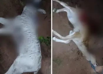 Prefeitura de Talismã emite alerta após ataques de onças a animais em propriedades rurais