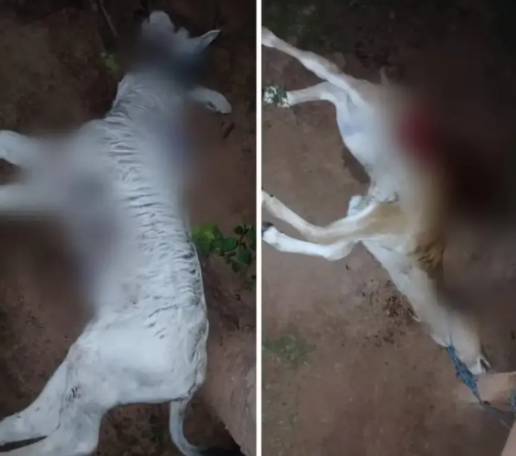 Prefeitura de Talismã emite alerta após ataques de onças a animais em propriedades rurais