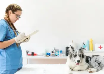 MEC aperta regras do EAD e obriga mais aulas presenciais em Medicina Veterinária