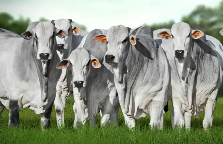 Genética de excelência será destaque no 1º Leilão Nelore Tocantins durante a 50ª Expo Gurupi