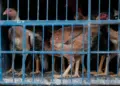Brasil sofre sanções sanitárias e tem carne de frango barrada em 17 mercados
