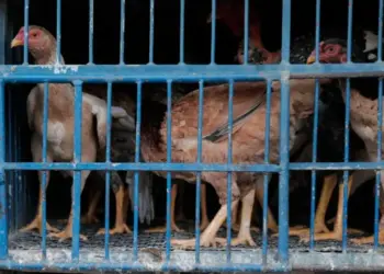 Brasil sofre sanções sanitárias e tem carne de frango barrada em 17 mercados