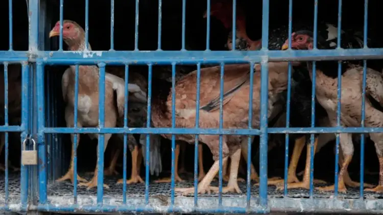 Brasil sofre sanções sanitárias e tem carne de frango barrada em 17 mercados