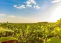 Dia da Soja: Brasil celebra safra histórica e Tocantins bate recorde de produção de grãos