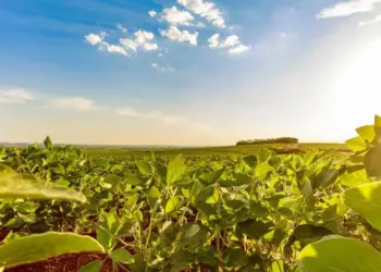 Dia da Soja: Brasil celebra safra histórica e Tocantins bate recorde de produção de grãos