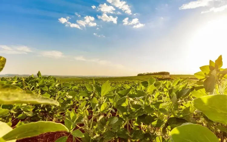 Dia da Soja: Brasil celebra safra histórica e Tocantins bate recorde de produção de grãos