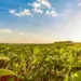 Dia da Soja: Brasil celebra safra histórica e Tocantins bate recorde de produção de grãos