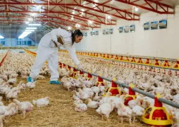 Suspeita de gripe aviária em abatedouro no Tocantins é investigada pelo Ministério da Agricultura; Veja nota da Adapec