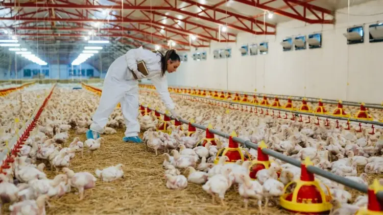 Suspeita de gripe aviária em abatedouro no Tocantins é investigada pelo Ministério da Agricultura; Veja nota da Adapec