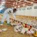 Suspeita de gripe aviária em abatedouro no Tocantins é investigada pelo Ministério da Agricultura; Veja nota da Adapec