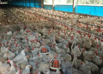 Situação em abatedouro avícola de Aguiarnópolis está sob controle, informa Adapec