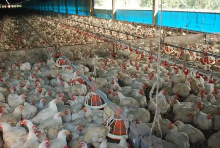 Situação em abatedouro avícola de Aguiarnópolis está sob controle, informa Adapec