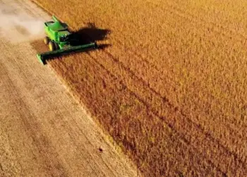 Colheita da soja 2024/25 está quase finalizada no Brasil, aponta Conab
