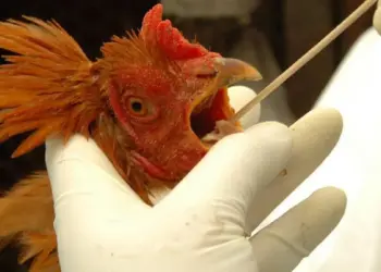 Tocantins e Santa Catarina têm casos suspeitos de gripe aviária sob investigação