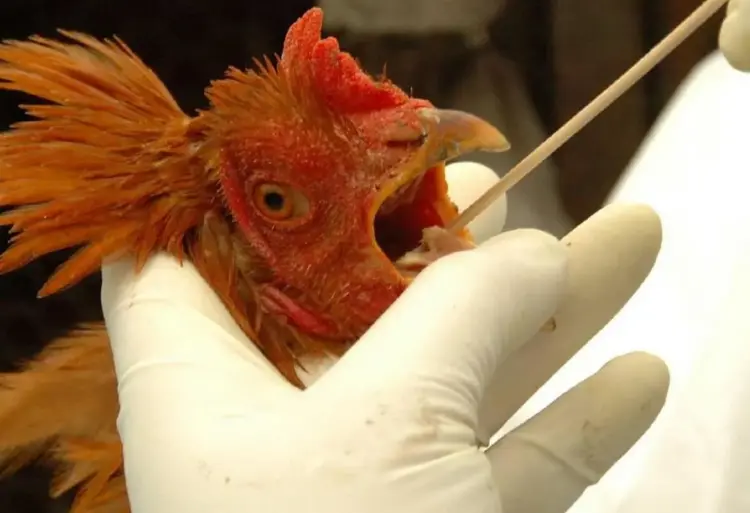 Tocantins e Santa Catarina têm casos suspeitos de gripe aviária sob investigação