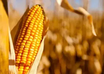 Safra brasileira de milho projeta 131 milhões de toneladas e movimenta mercado internacional de grãos