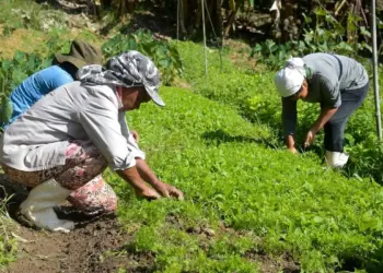 Mulheres chefes de família terão prioridade em linhas de crédito da agricultura familiar, aprova comissão