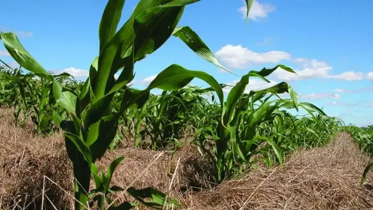 Mapa da Embrapa revela as regiões com maior potencial agrícola no Brasil com destaque ao Matopiba