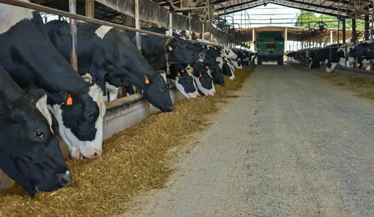 No Dia Mundial do Leite, veja os 7 desafios que impactam a cadeia produtiva