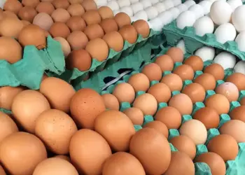 Ovos de granja afetada por gripe aviária passam por rastreamento e controle sanitário