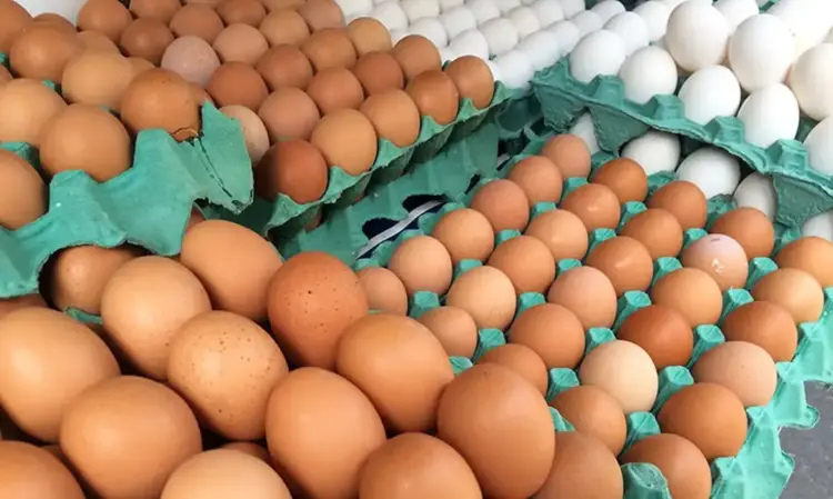 Ovos de granja afetada por gripe aviária passam por rastreamento e controle sanitário