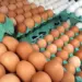 Ovos de granja afetada por gripe aviária passam por rastreamento e controle sanitário