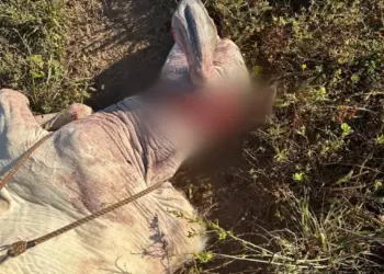 Fazendas no Tocantins registram ataques de onça: veja medidas de segurança e o que está sendo feito