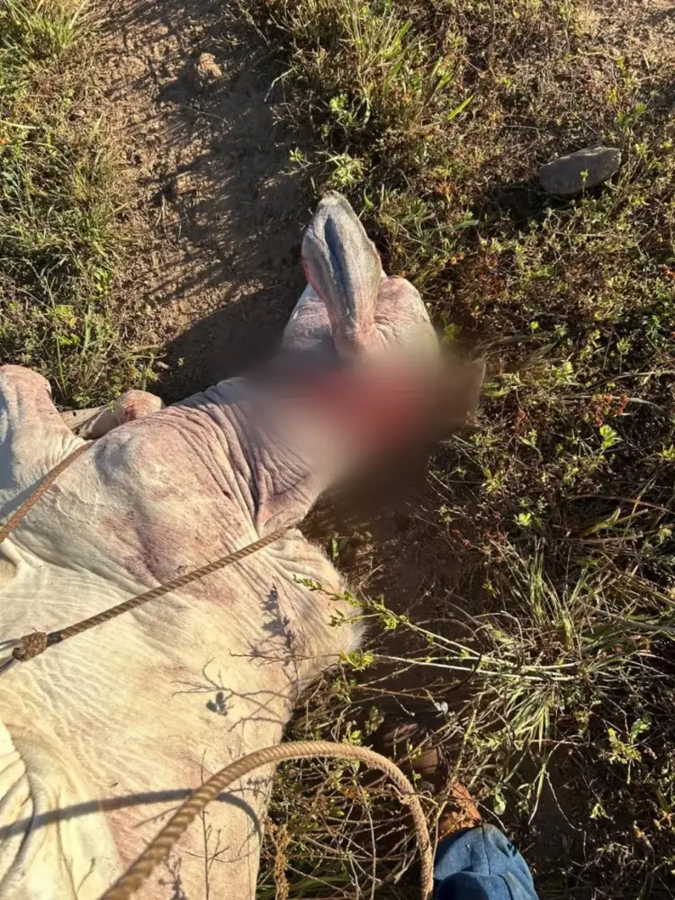 Fazendas no Tocantins registram ataques de onça: veja medidas de segurança e o que está sendo feito