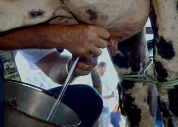 Setor leiteiro ganha reforço com reativação da Câmara Setorial em Palmas; Conab participa da iniciativa