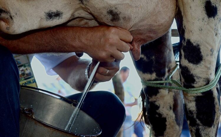 Setor leiteiro ganha reforço com reativação da Câmara Setorial em Palmas; Conab participa da iniciativa